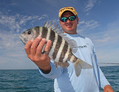 Sheepshead or "convict fish"