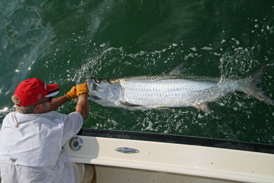 Tarpon photo by David Brown