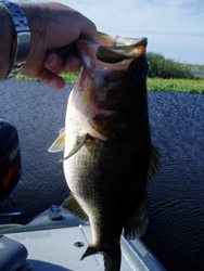 Bass caught on a Spinnerbait