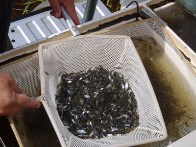 Fish fry being intrduced into the reservoir