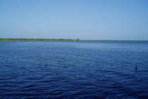 The smooth water is topped out eel grass in one of the grass beds.