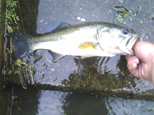 PJ's fish caught on a Strike King Ocho