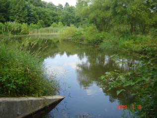 Pond in PJ's article on Pond Fishing.jpg