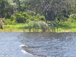 John's Lake shoreline