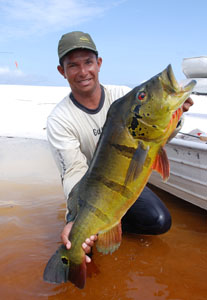 Peacok bass from the Amazon caught on one of the Anglers Inn Captain Peacock Fishing trips