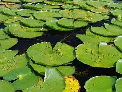 Aggressive bass are able to launch a planned attack from the cover of lily pads