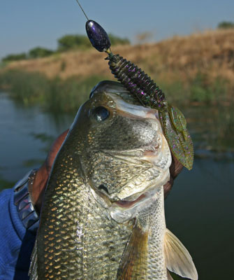 California Delta Largemouth Bass