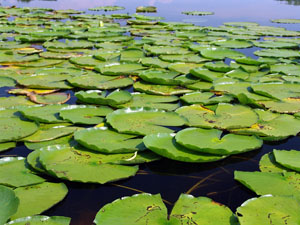 Fishing plastics on a weightless Texas-rig in areas with lily pads