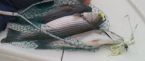 Stripers and Hybrids caught on the Hyper Umbrella Rig