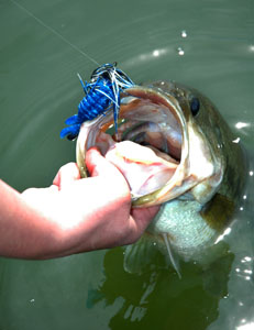 Jig Tactics for Bass 