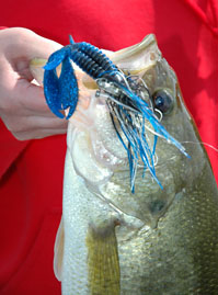 Jig Tactics for Bass