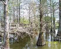 cypress trees