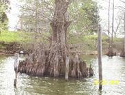 cypress trees